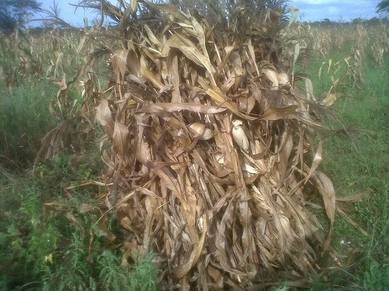 Sadza (Zimbabwean Maize Staple), via Wikimedia Commons